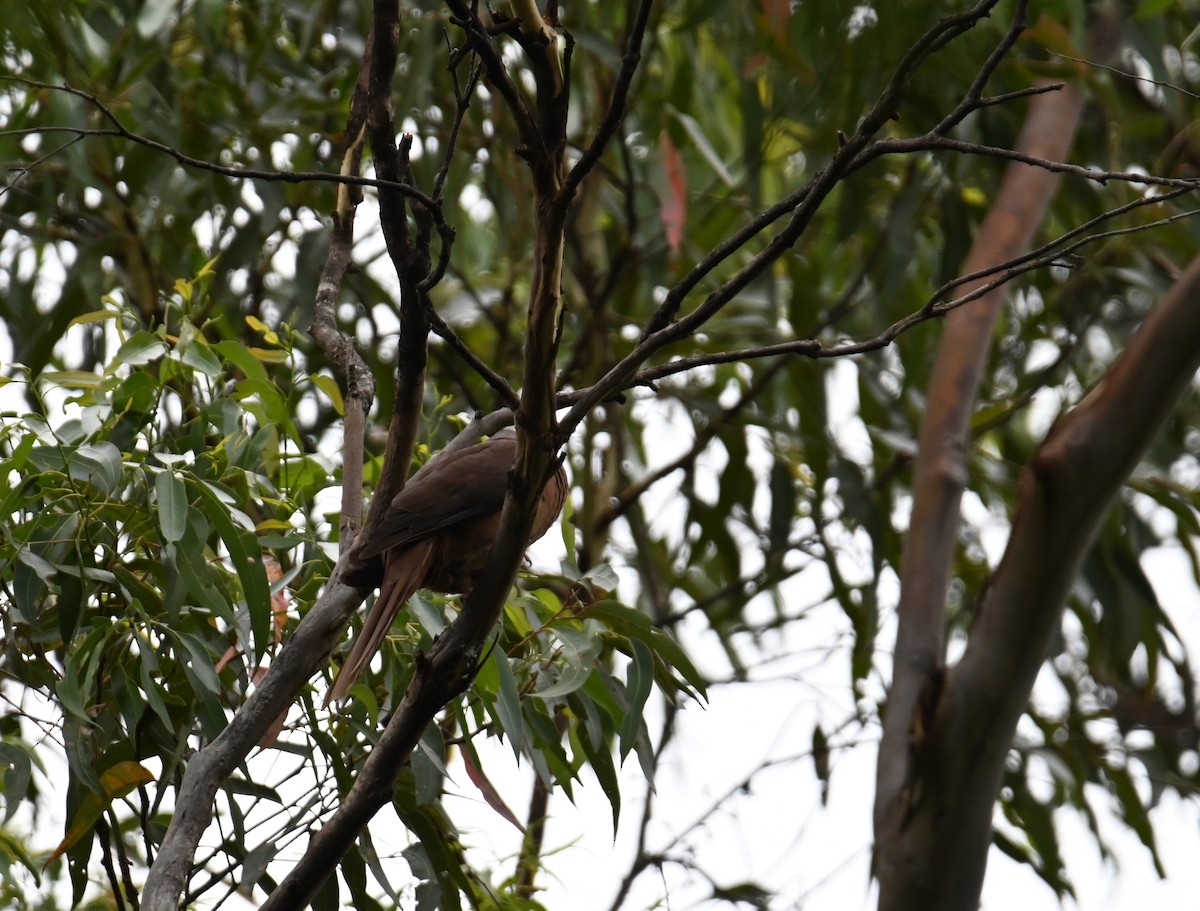 Maronentaube - ML644910758