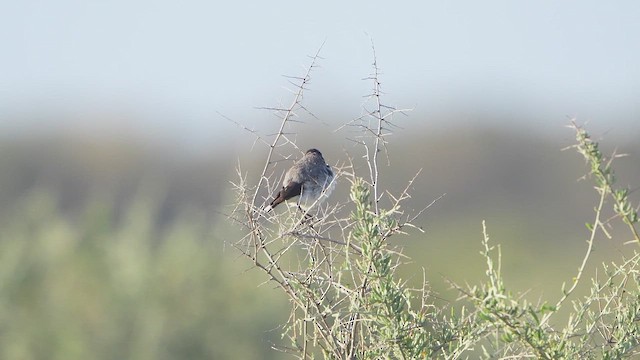 Цокалка білолоба - ML644910759