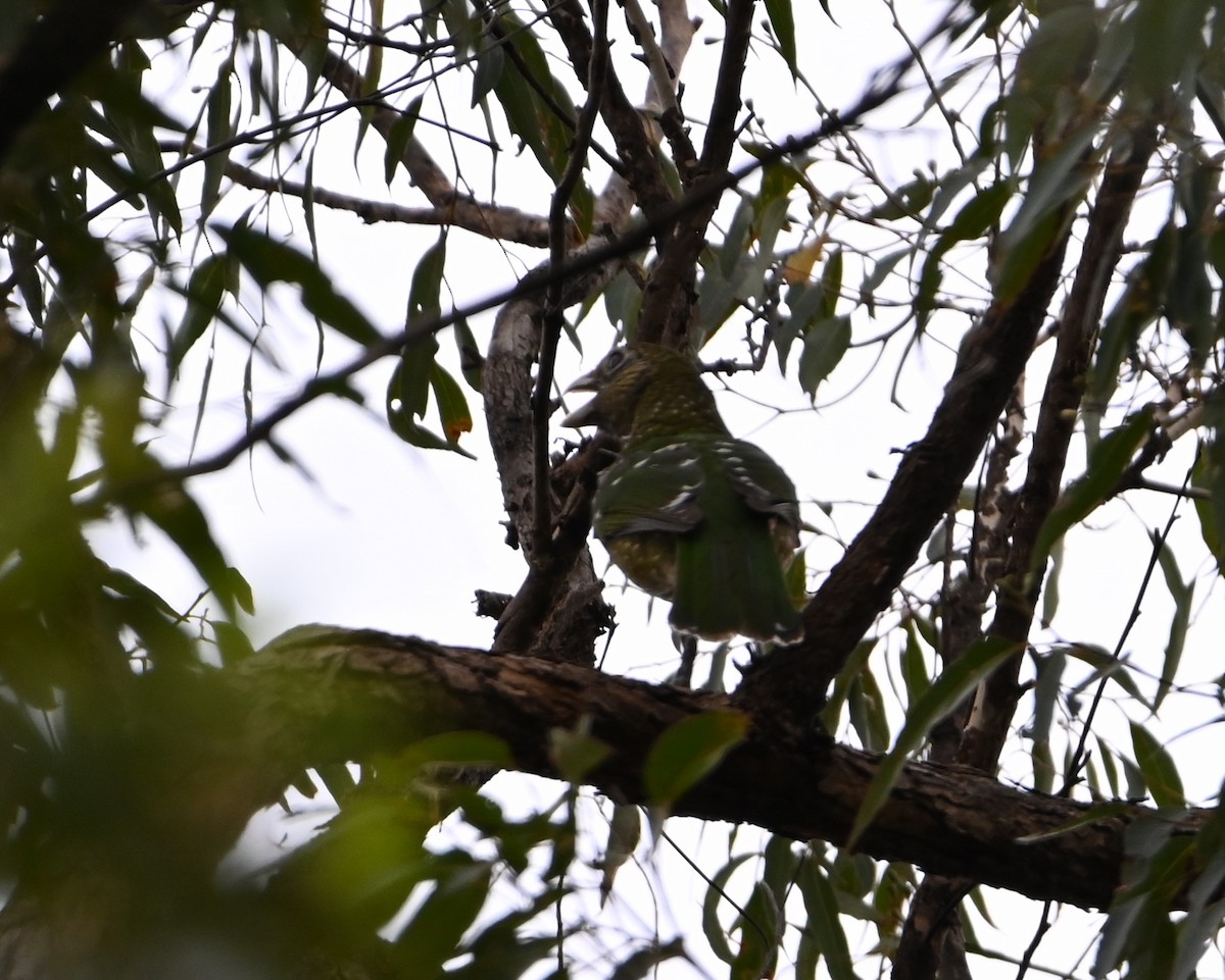 Green Catbird - ML644910761