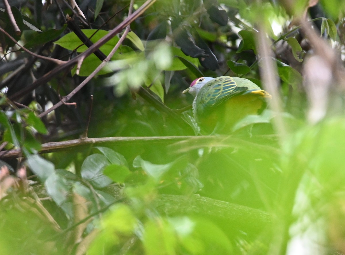 Rose-crowned Fruit-Dove - ML644910778