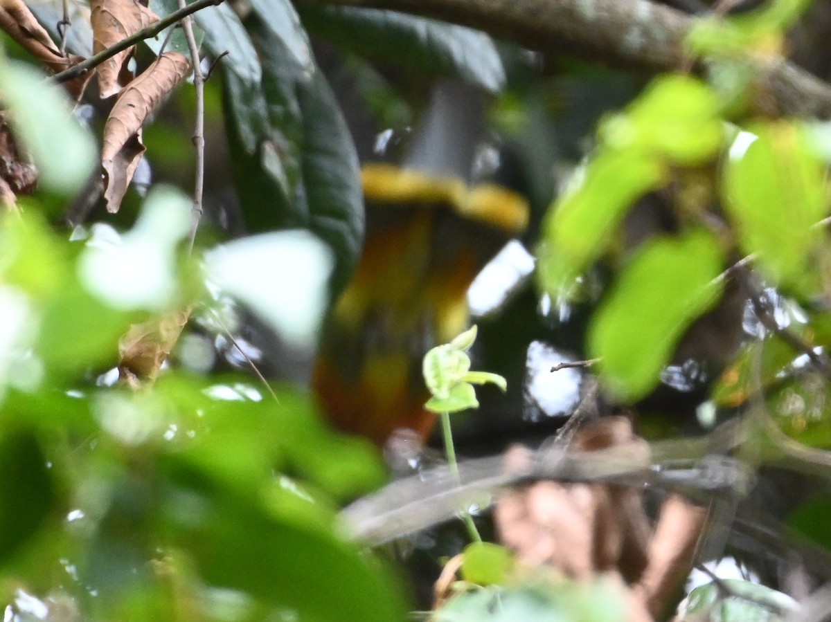 Rose-crowned Fruit-Dove - ML644910779