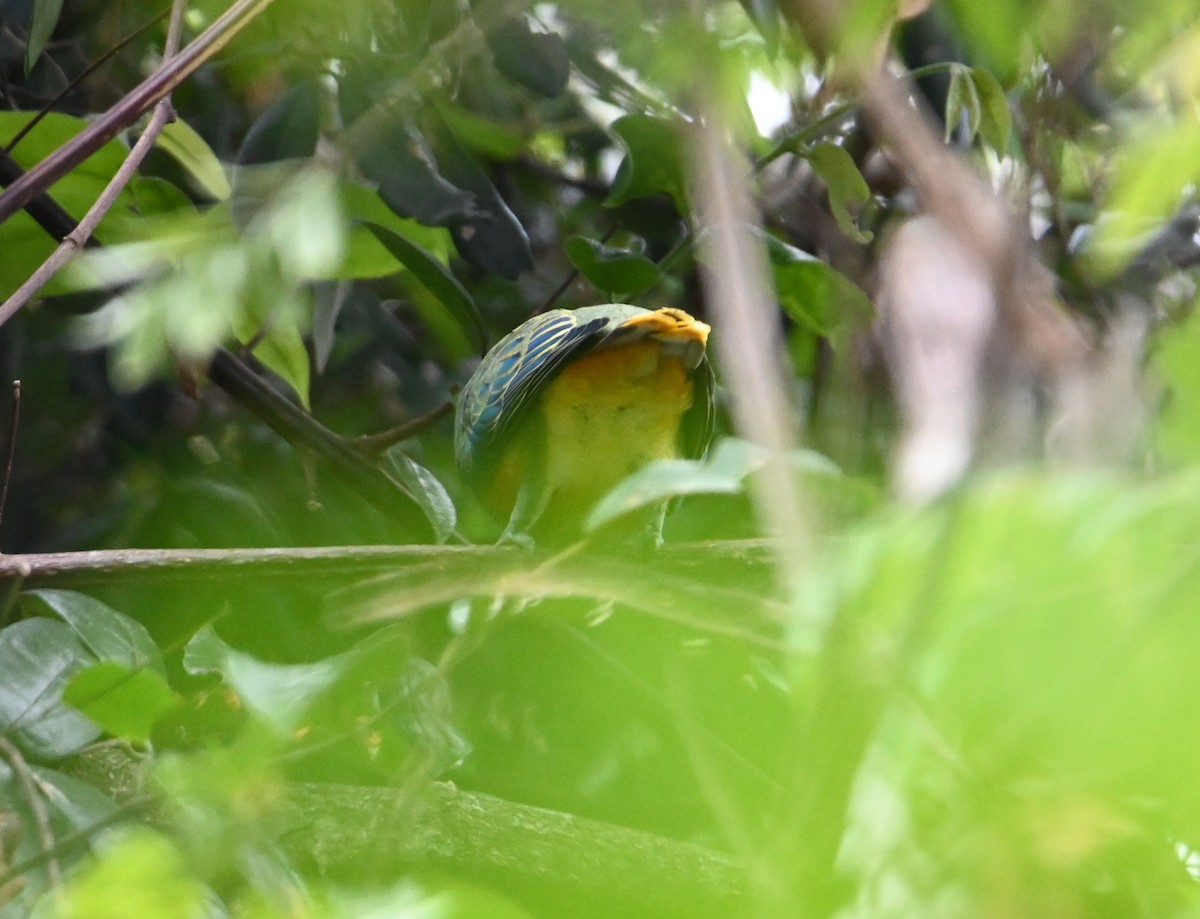 Rose-crowned Fruit-Dove - ML644910780