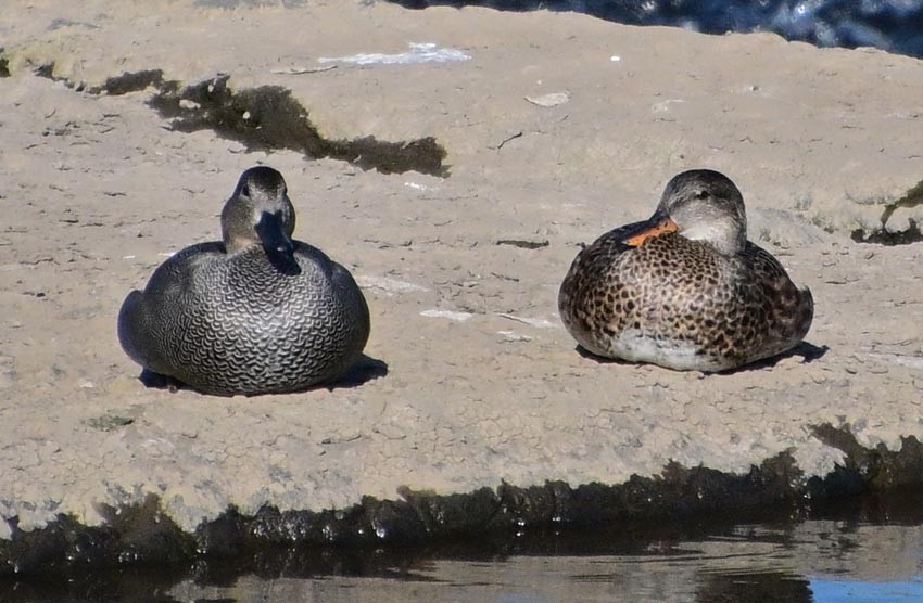 Gadwall - ML644910781