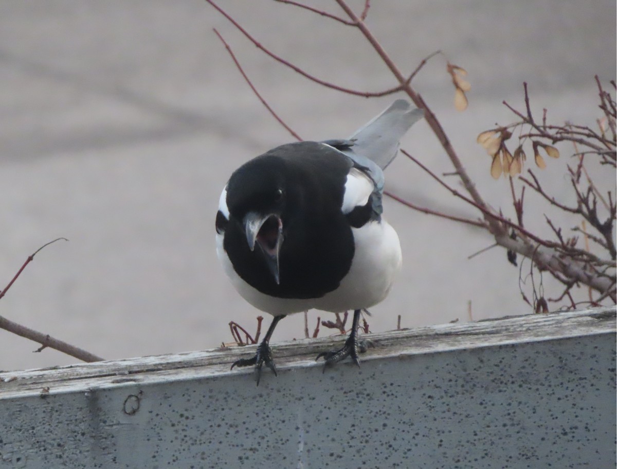 straka americká - ML644910784