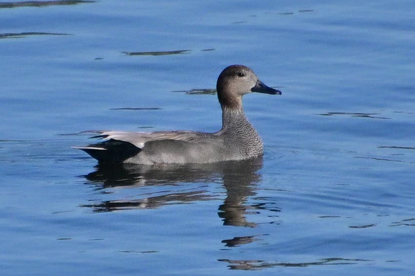 Gadwall - ML644910788