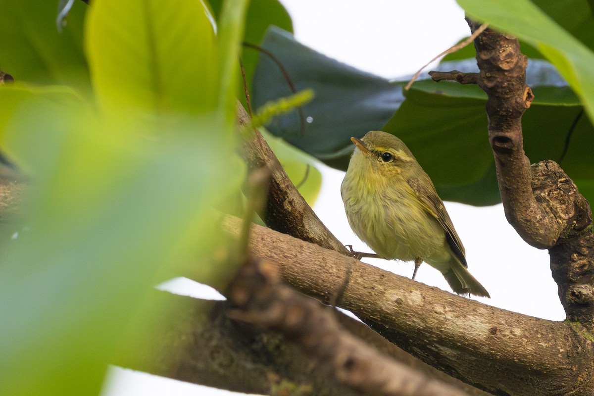 budníček žlutavý - ML644910802