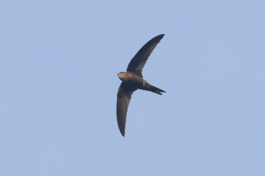 kanariseiler - ML644910823