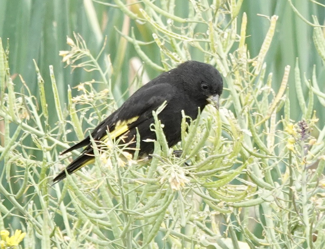 Black Siskin - ML644910851