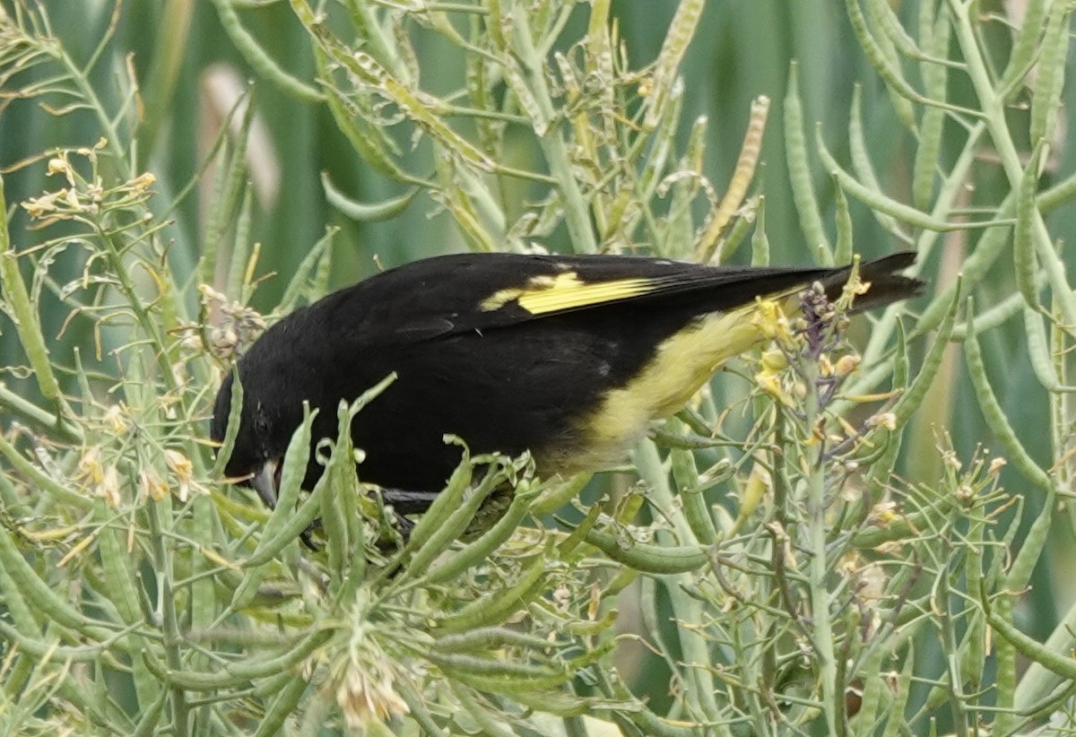 Black Siskin - ML644910852