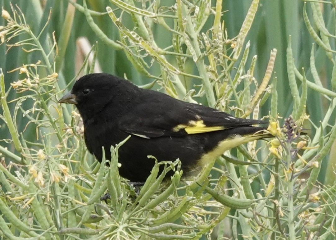 Black Siskin - ML644910853