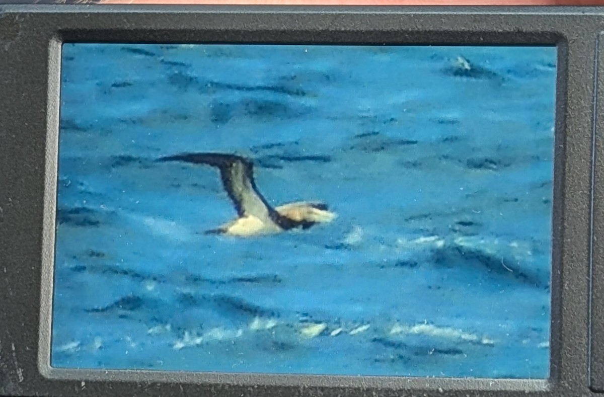 Brown Booby - ML644910865