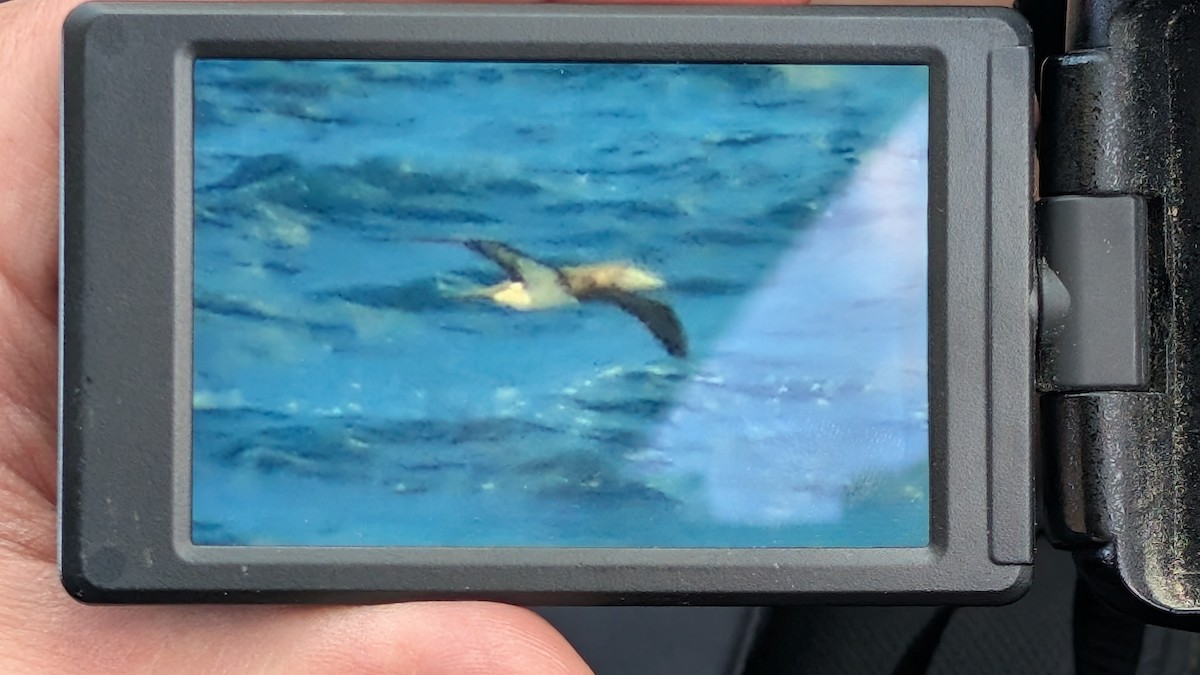 Brown Booby - ML644910866