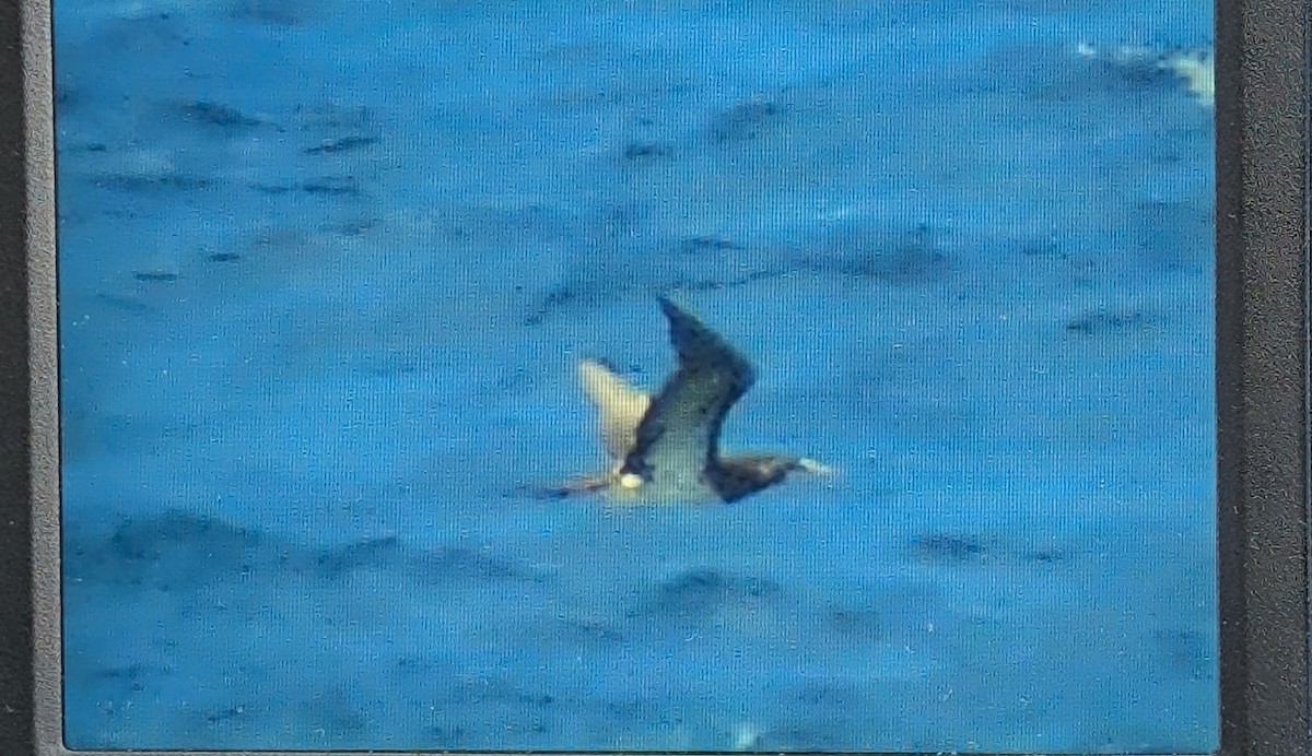 Brown Booby - ML644910867