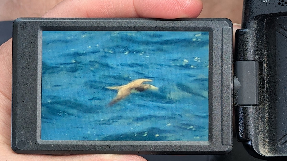 Brown Booby - ML644910868