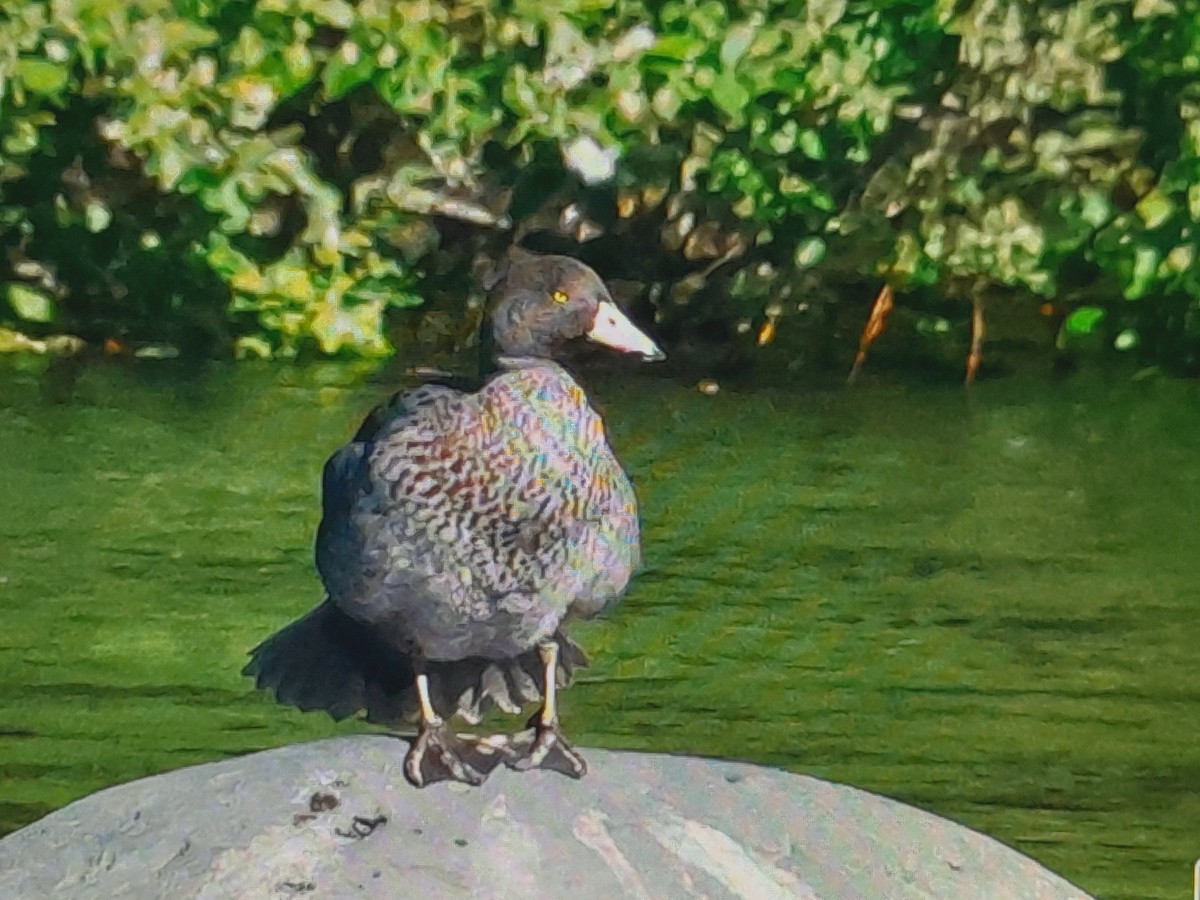 Blue Duck - ML644910876