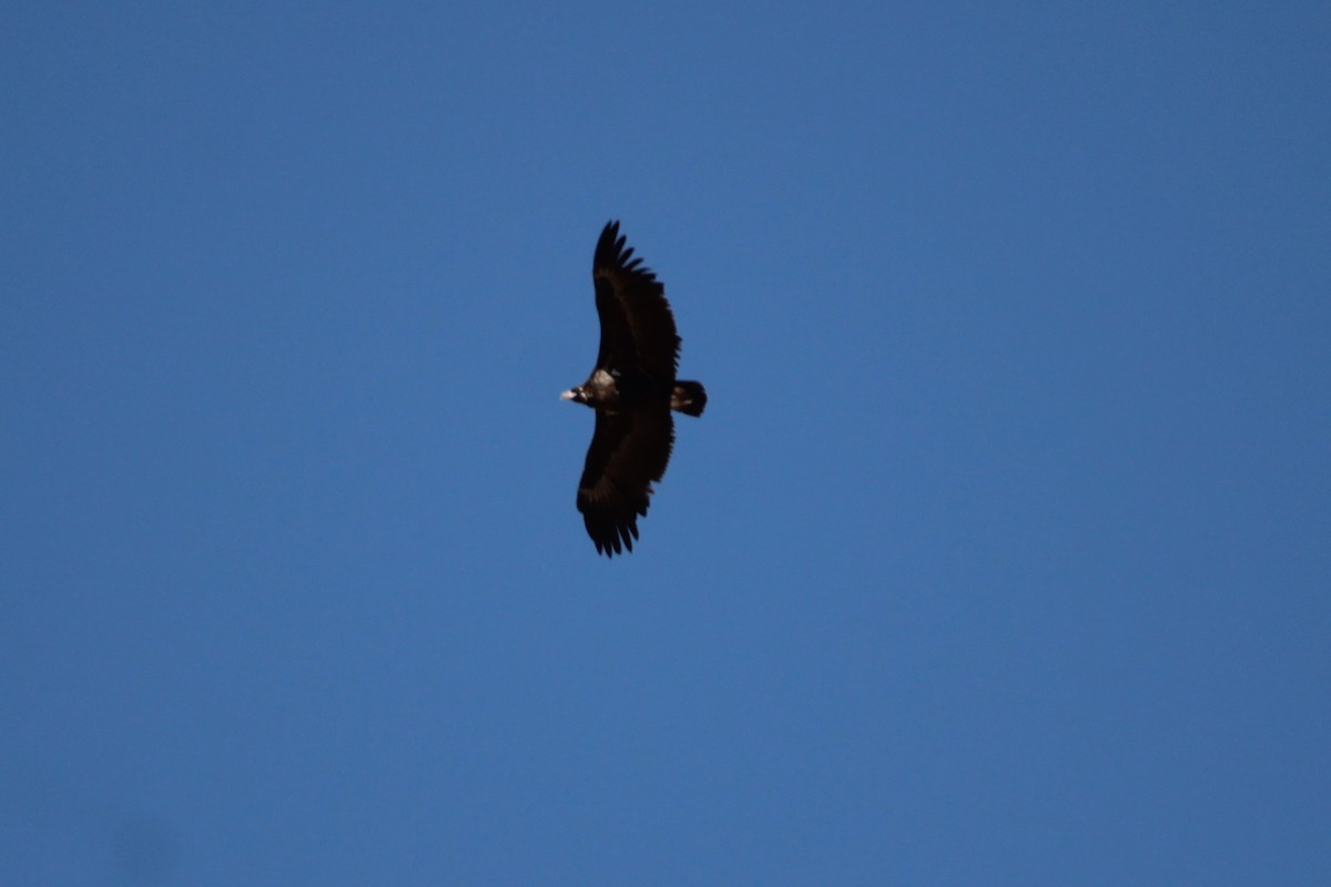 Sai beltza - ML644910883