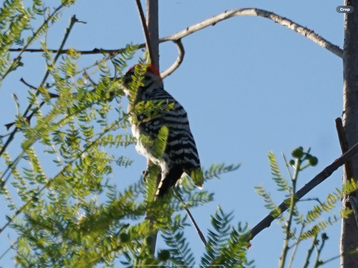 Ladder-backed Woodpecker - ML644910887