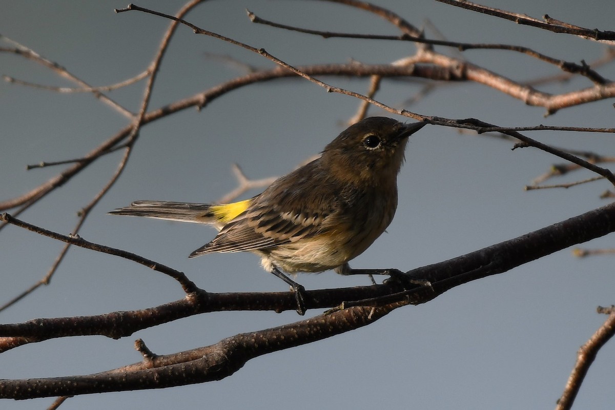 Yellow-rumped Warbler - ML644910894