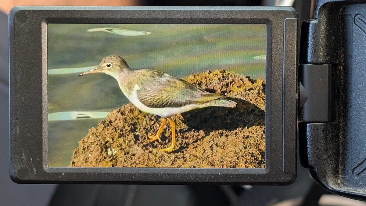 Spotted Sandpiper - ML644910913