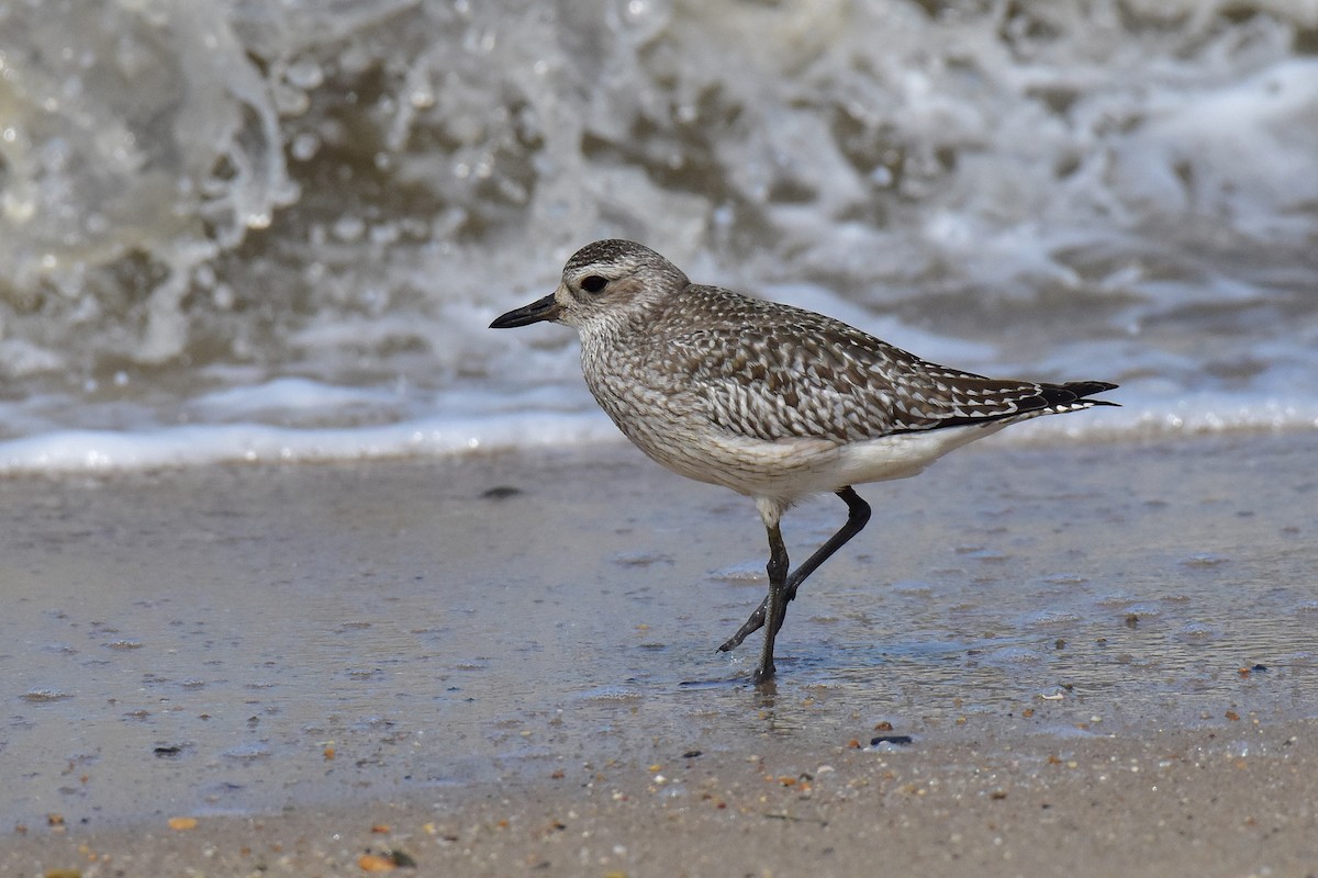 Black-bellied Plover - ML644910915