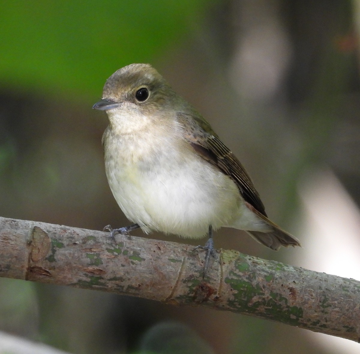 Narzissenschnäpper - ML644910916