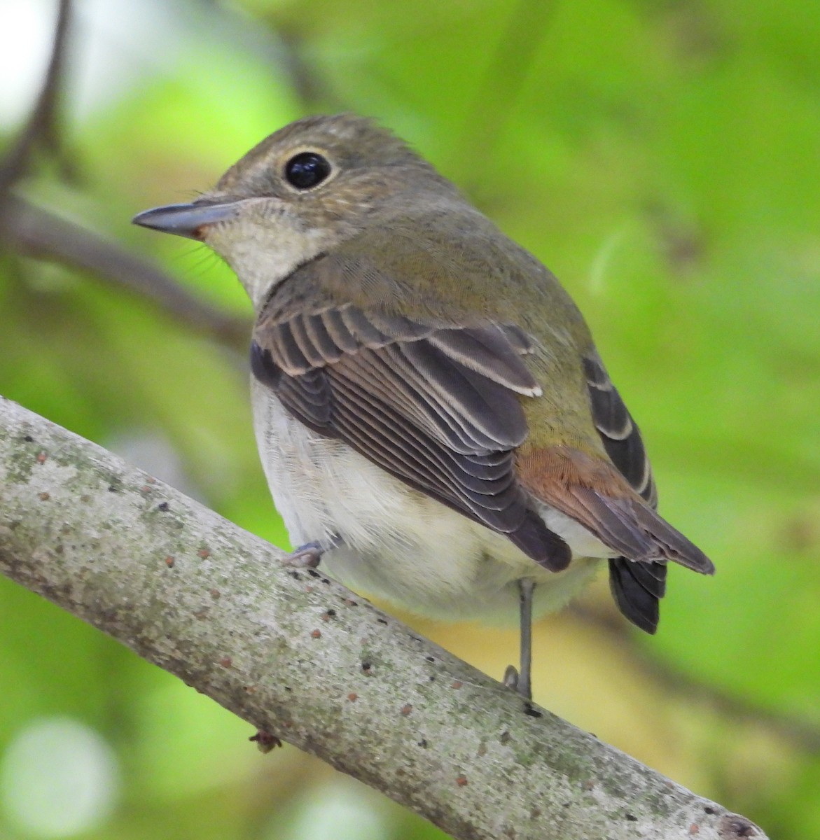 Narzissenschnäpper - ML644910917