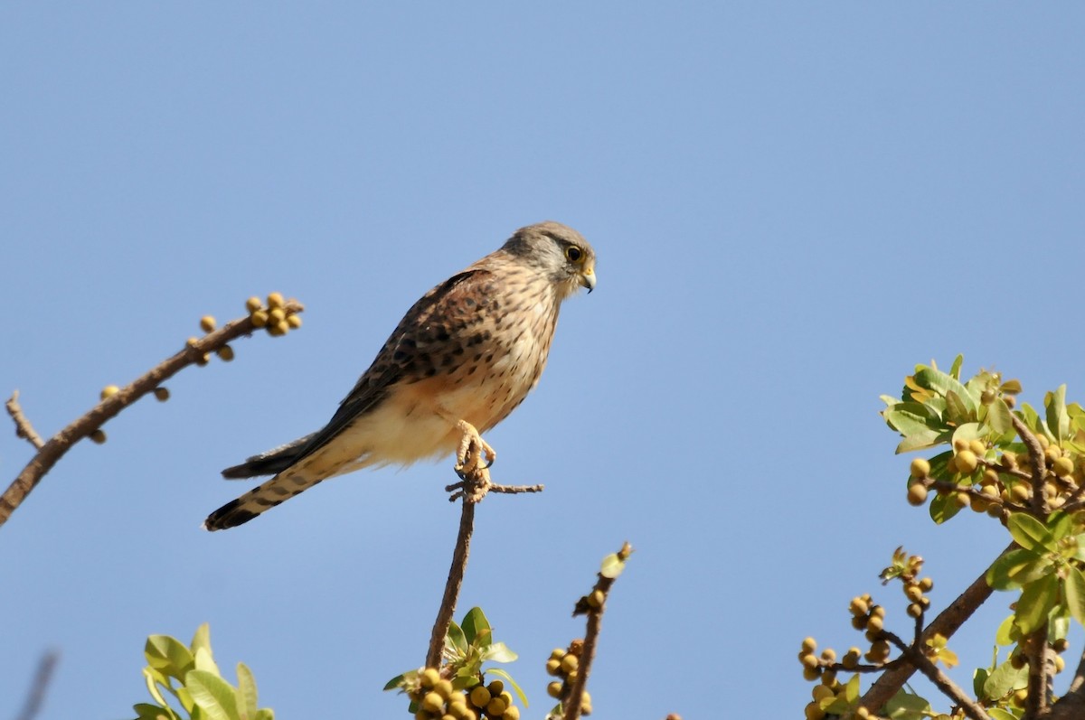 Боривітер звичайний - ML644910918