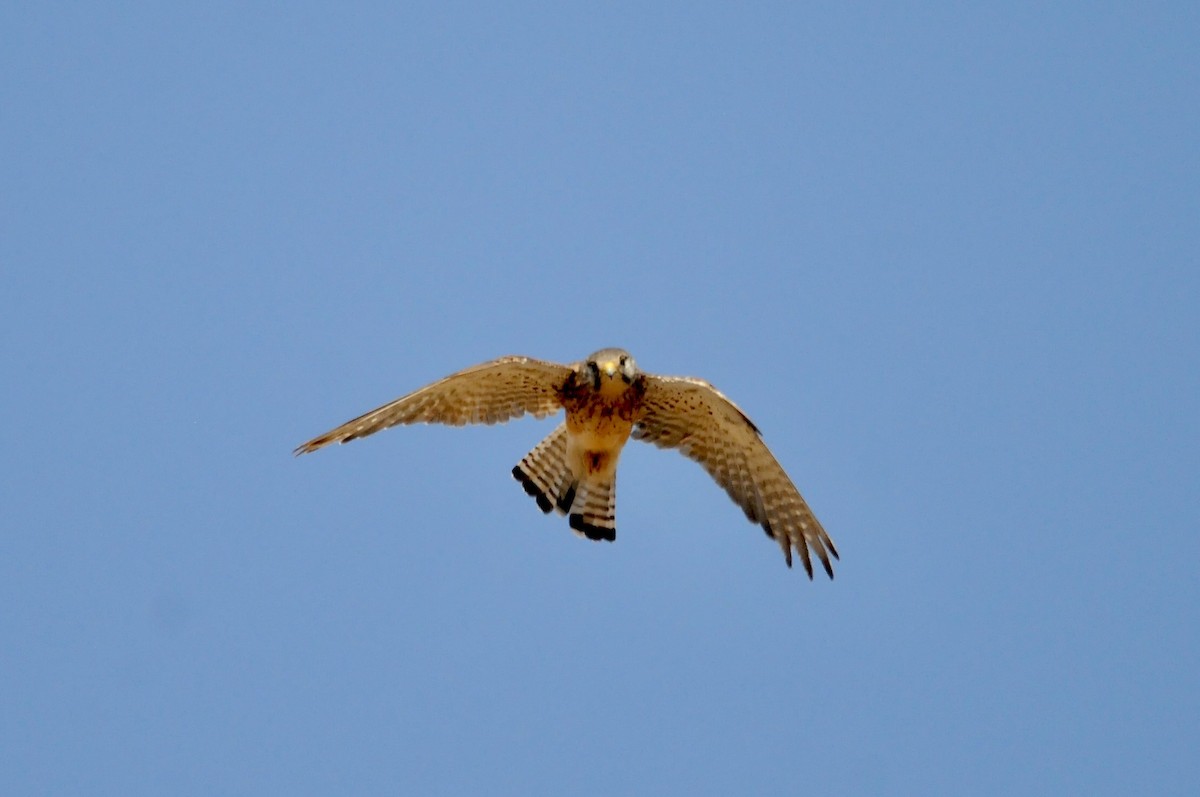 Боривітер звичайний - ML644910919