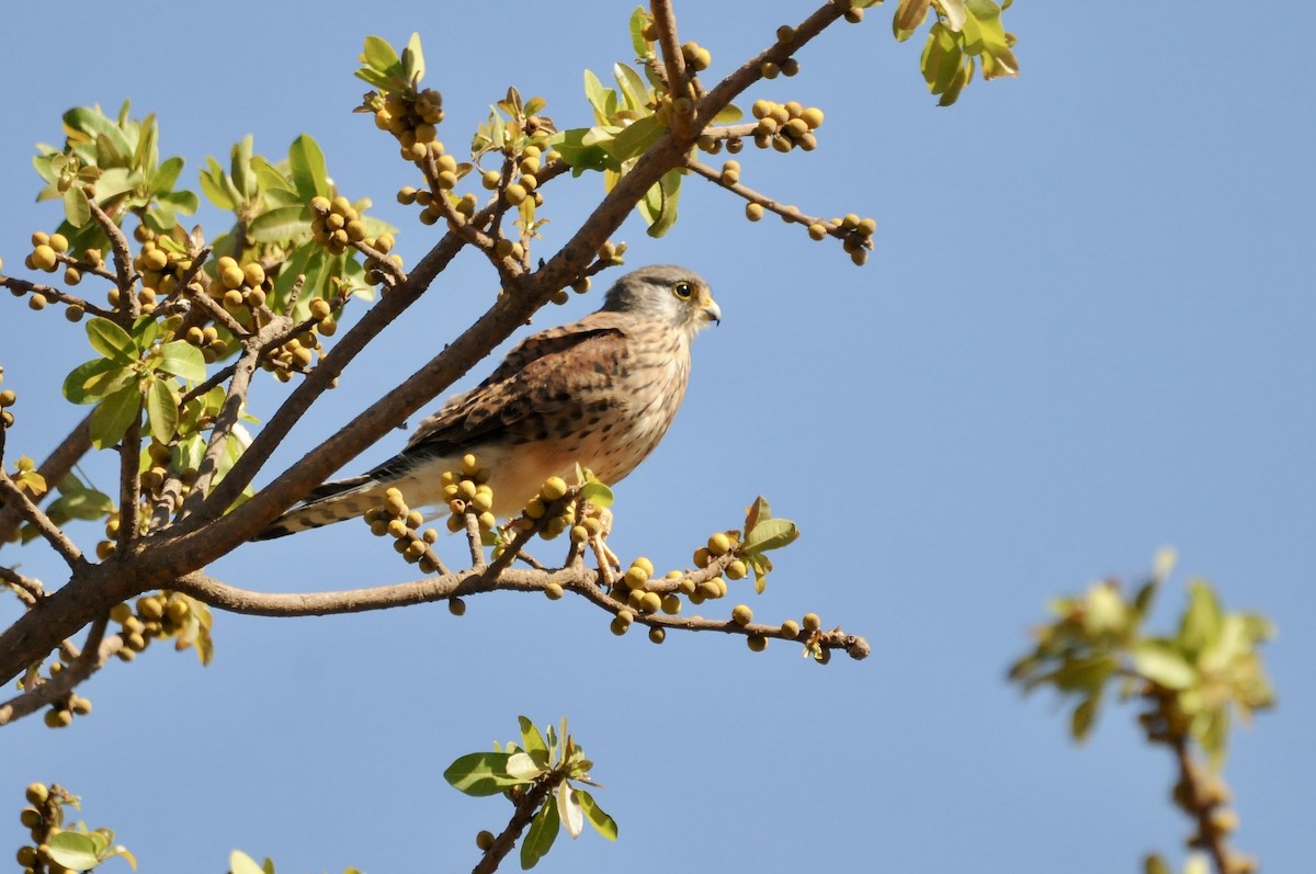 Боривітер звичайний - ML644910920