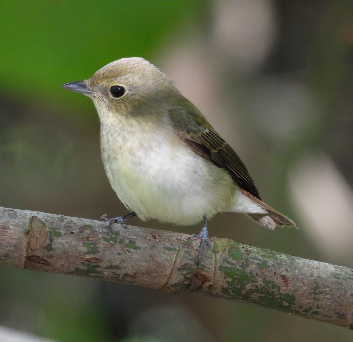 Narzissenschnäpper - ML644910921