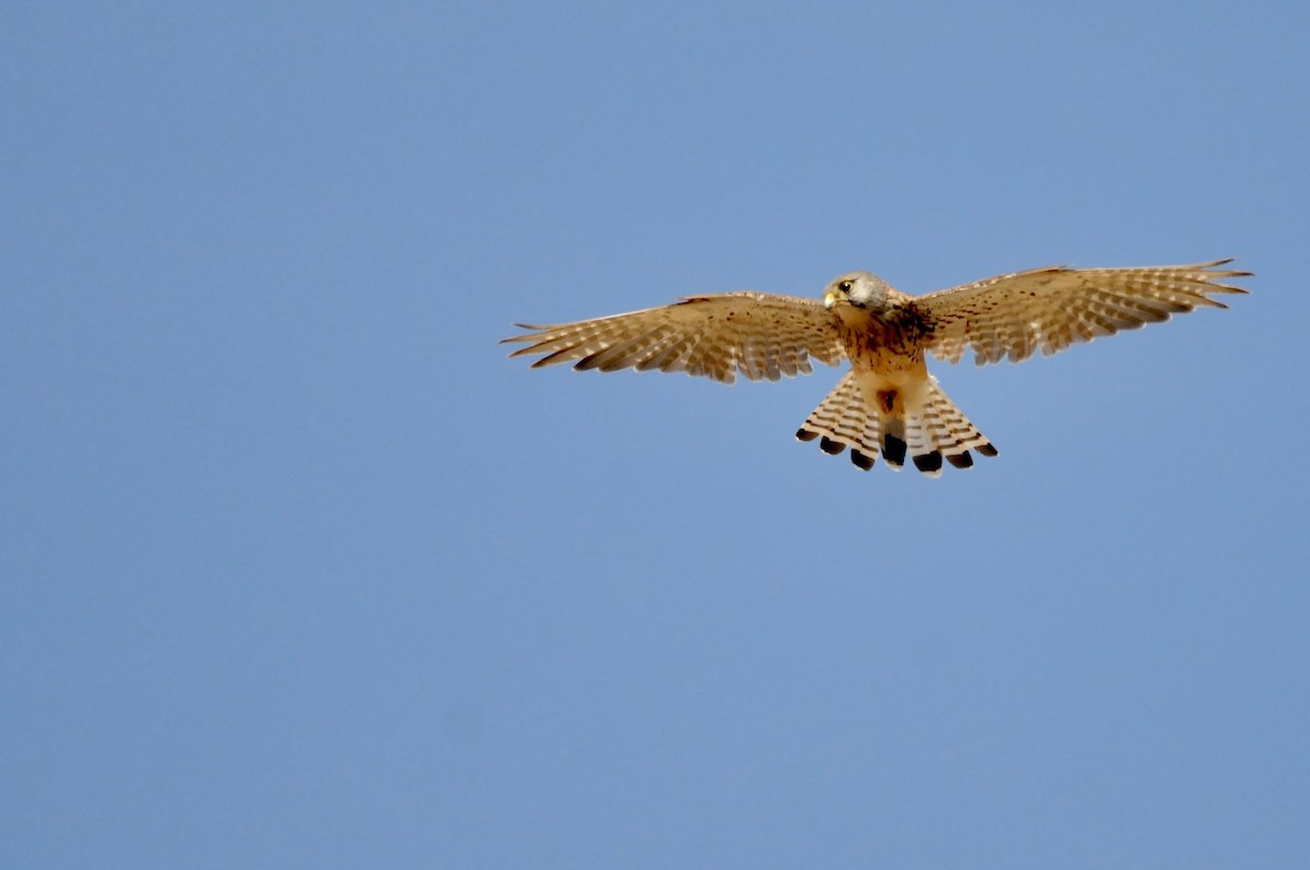 Боривітер звичайний - ML644910922