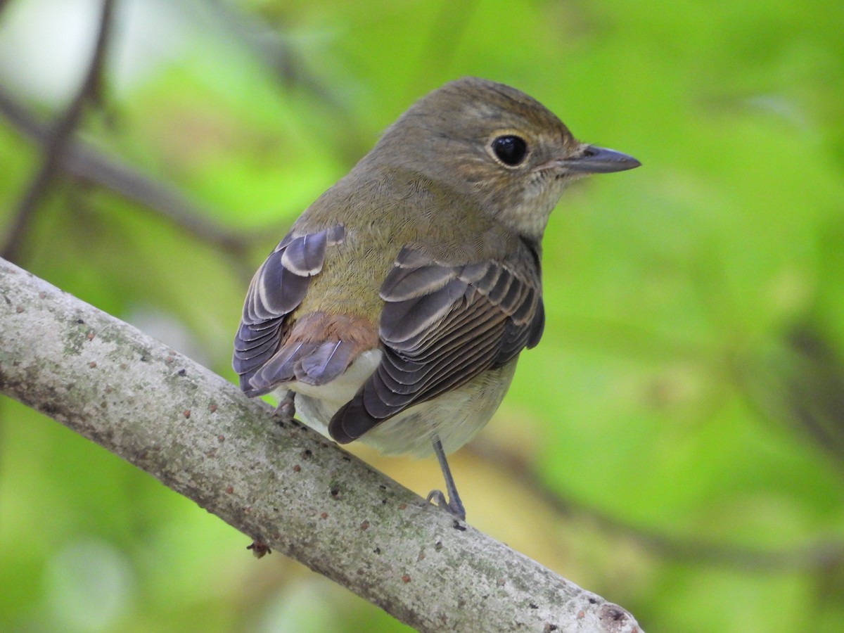 Narzissenschnäpper - ML644910923