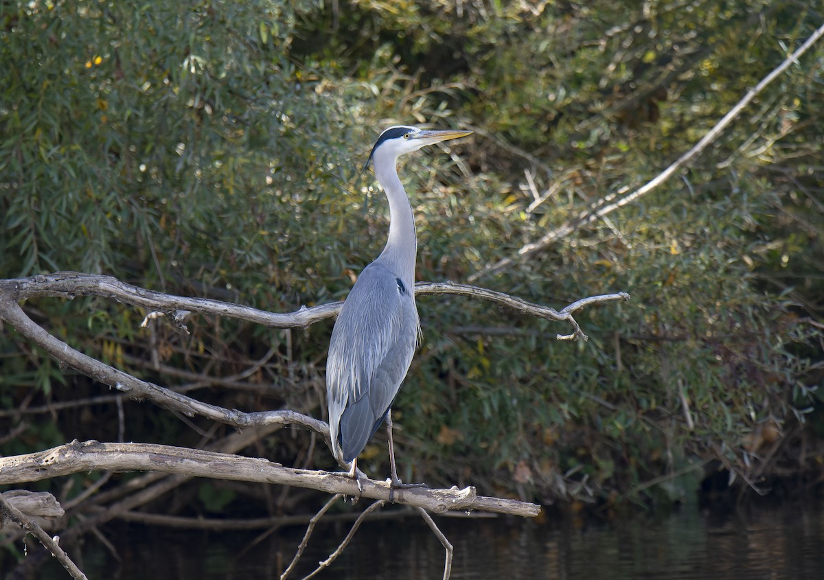 Gray Heron - ML644910936