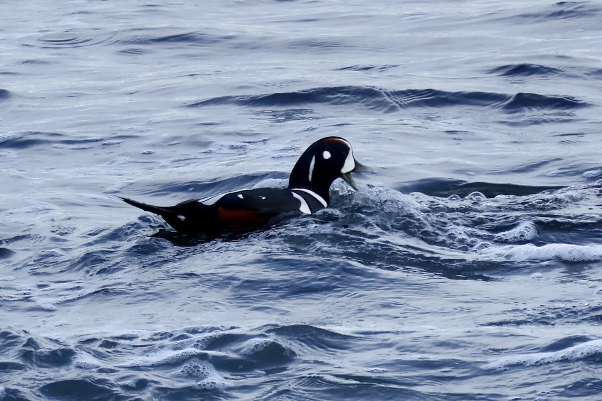 Harlequin Duck - ML644910957