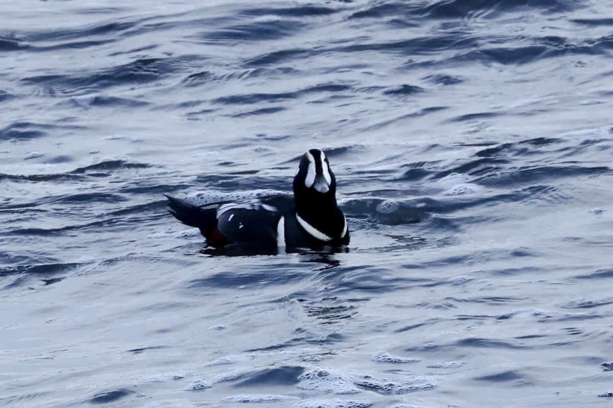Harlequin Duck - ML644910958