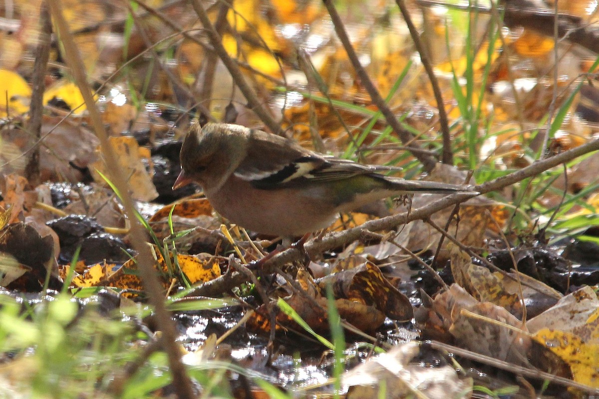 Common Chaffinch - ML644910972