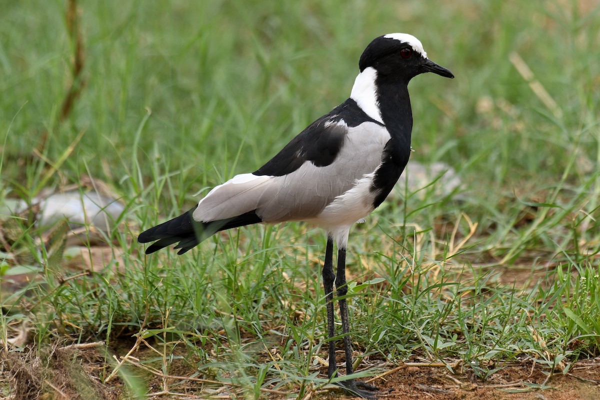 Blacksmith Lapwing - ML644910973