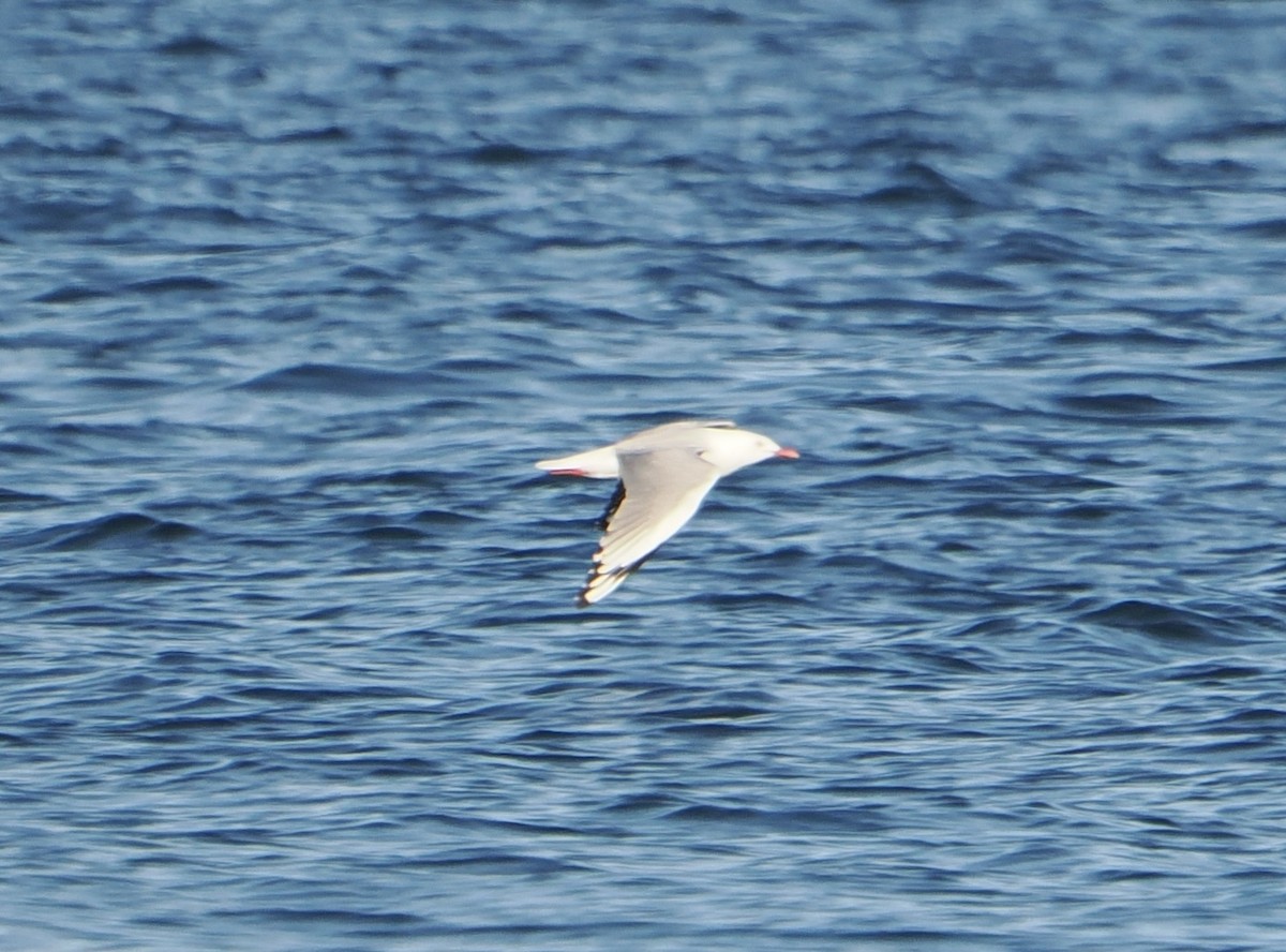 Zilar-antxeta - ML644910978