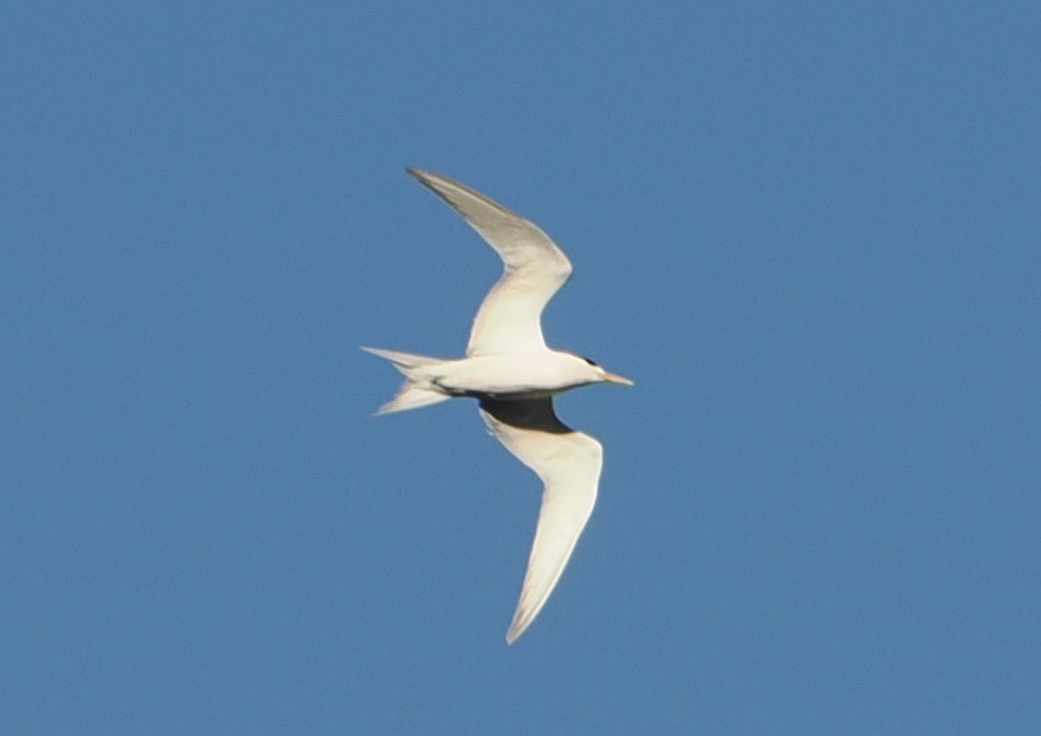 Great Crested Tern - ML644910980