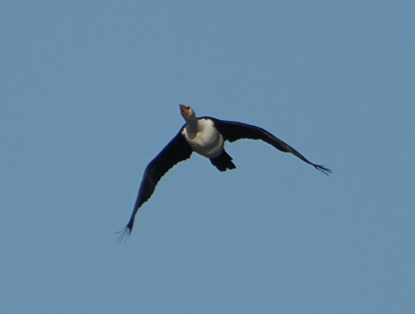 Little Pied Cormorant - ML644910982