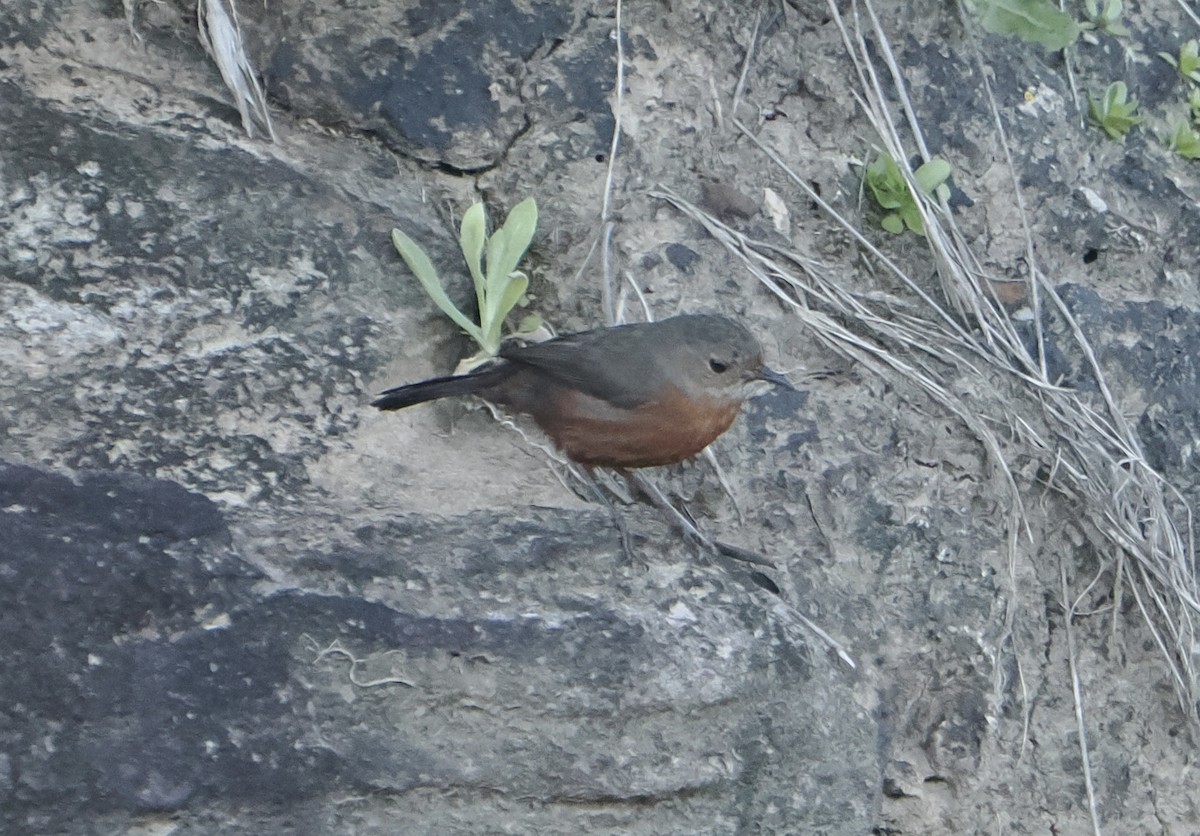 Rockwarbler - ML644910990