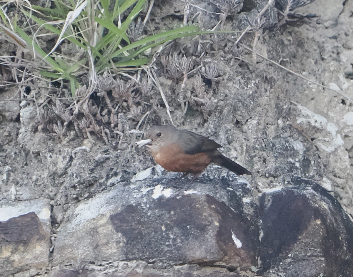 Rockwarbler - ML644910991