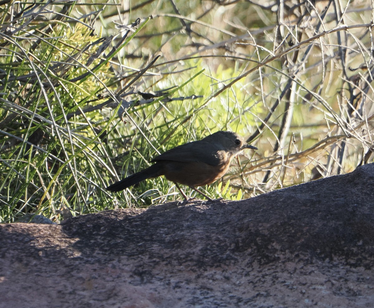 Rockwarbler - ML644910992