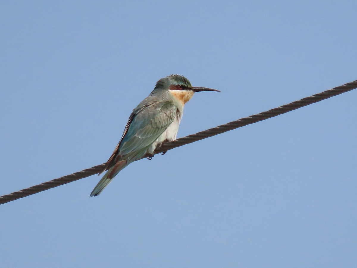 blåkinnbieter - ML644910996