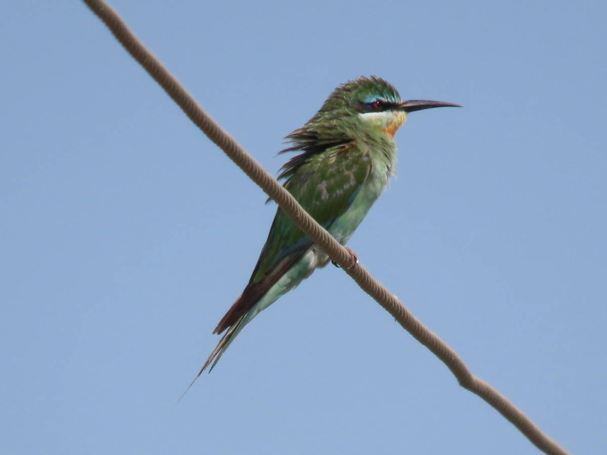 blåkinnbieter - ML644910997