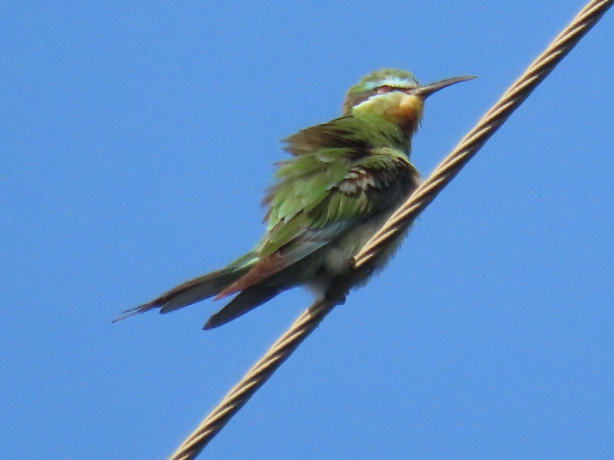 blåkinnbieter - ML644910998