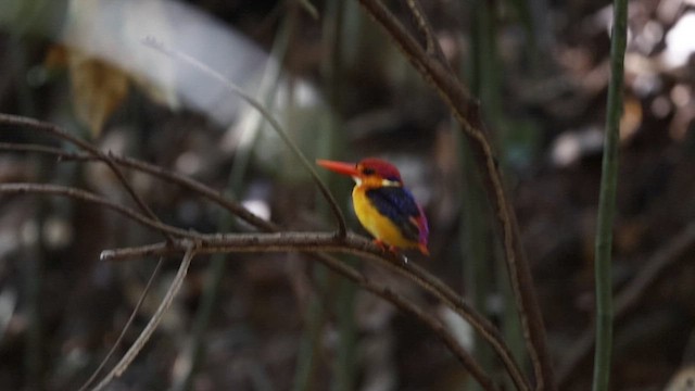 Рибалочка-крихітка трипалий - ML644910999