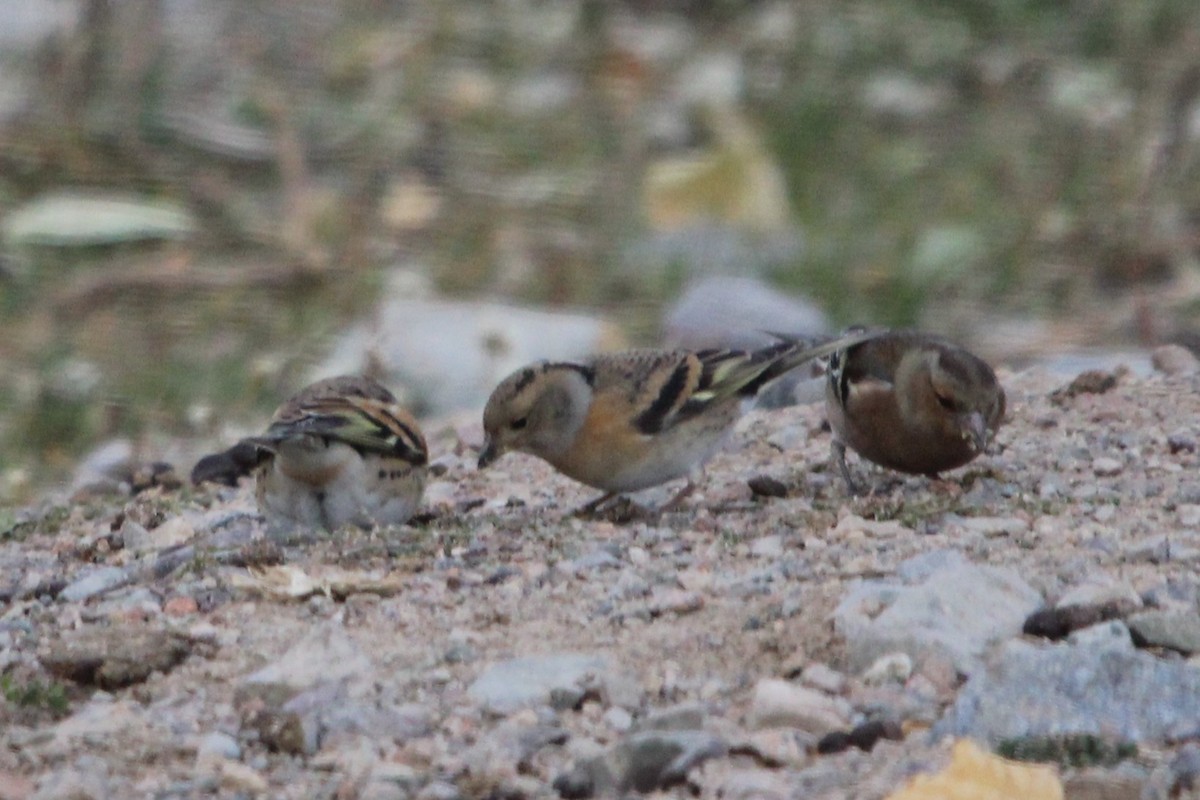 Brambling - ML644911024