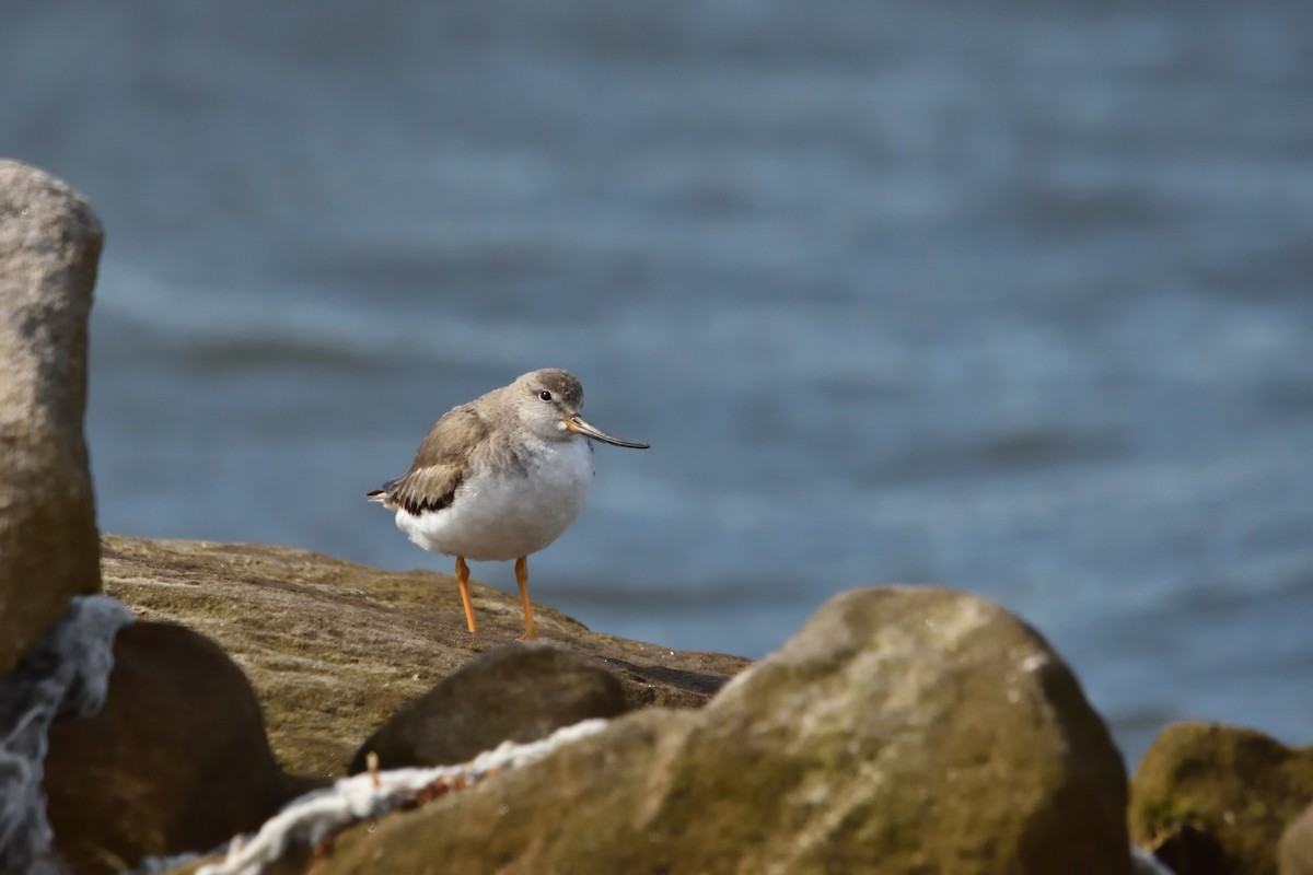 Terek Sandpiper - ML644911067