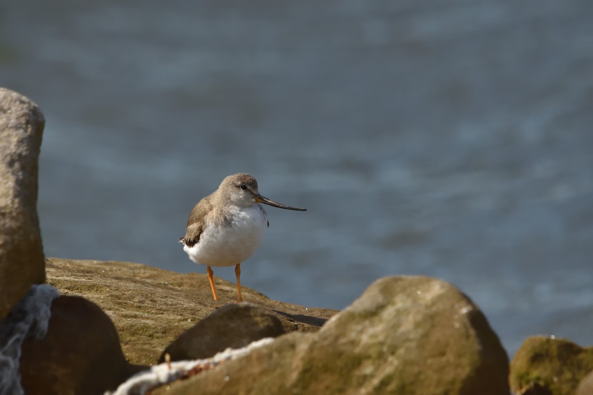 Terek Sandpiper - ML644911075